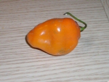 Rocoto orange 2
